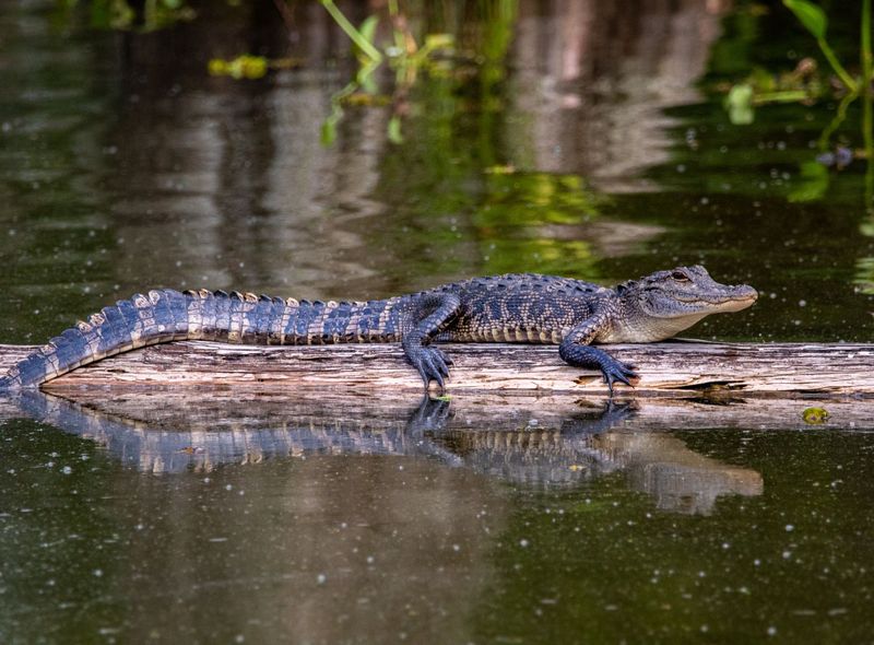 Atchafalaya